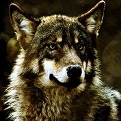 Nintenloup wolf