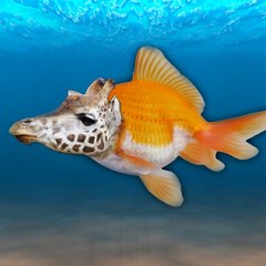 Freshwater Aquarium Fish