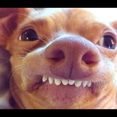 Funny Pet Videos