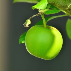 Phim Đam Mỹ Vietsub | Kênh Phụ đề BL