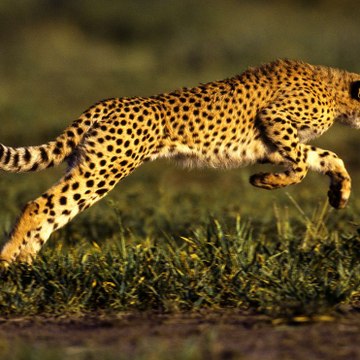 Cheetah Friends