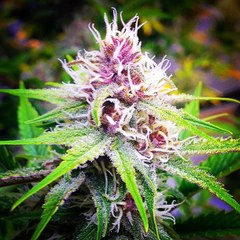GroWeed