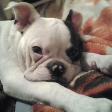 The Matt & Bronx Show