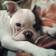 The Matt & Bronx Show