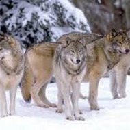 ذئاب الوادي+