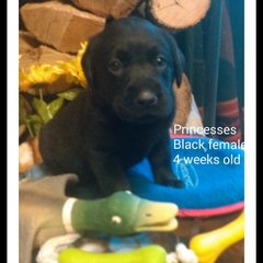 Labradors To Cherish