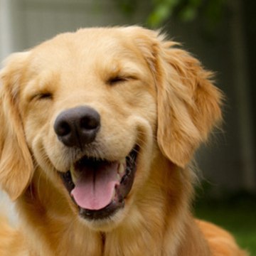 Dogs Channel