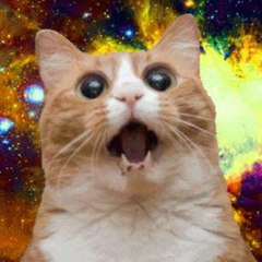 UltimateCatVideos