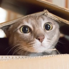 Cat in Box