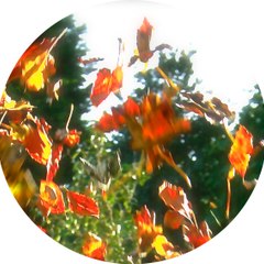 www.raingator.com