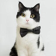 Theycallmemeaow เค้าเรียกผมว่าแมว