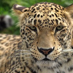 LeopardoGames