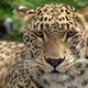 LeopardoGames