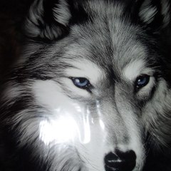 wolfplayerytbr