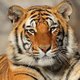 ANIMALS VIDEOS