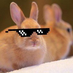 R4bbit Zu31r0