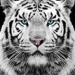 Animal king real