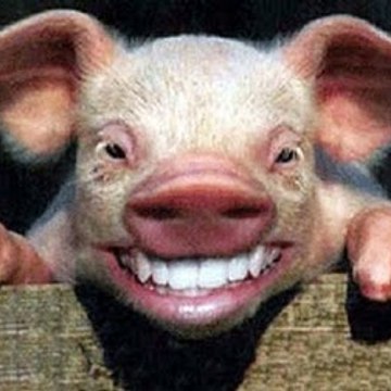Porkybp