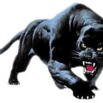 Panthera78