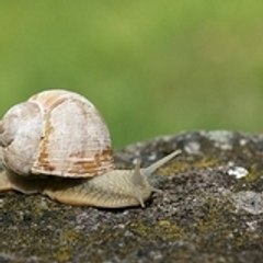 garré