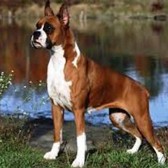 Animal 1