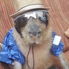 SrCapivara