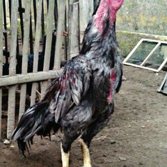 Cockfighting
