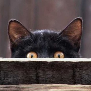 Curious in the world