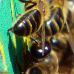 Bee Bee Bee Bee