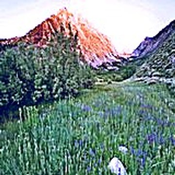 Matosaz