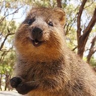 QuokkaFans
