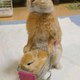 Animals.Land
