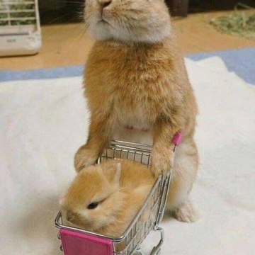 Animals.Land