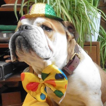 De la Maison Henriette bulldog anglais