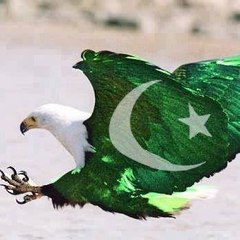 Pak News Area