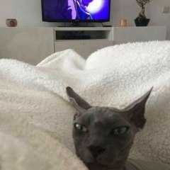 TioBills