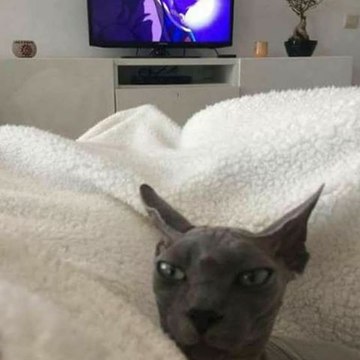 TioBills