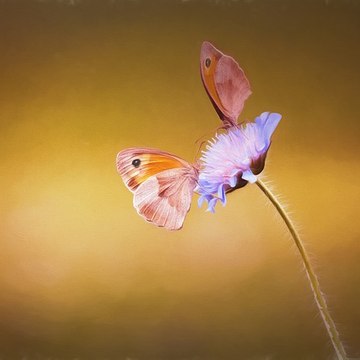 Mantras Da Prosperidade Com Nina Rosa