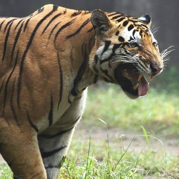 wildlife networking videos