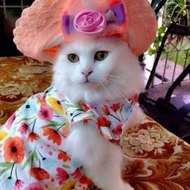 pastry.patisserie. حلويات