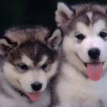 Funny Animal