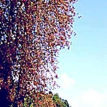 Ziwos