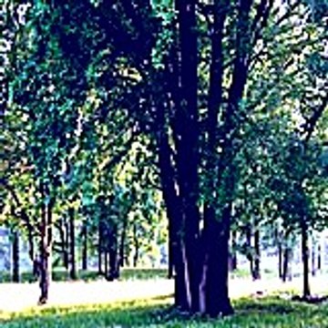 Nejowo
