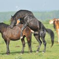 Animal Mating