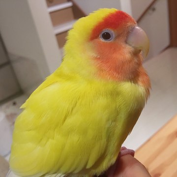 PiperTheLoveBirb