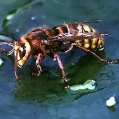 Budget Bee Control