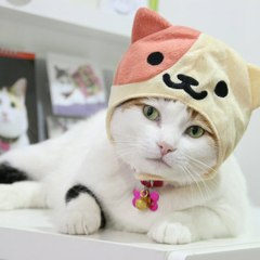 Funny Cat