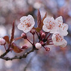 Japanese Comedy Channel