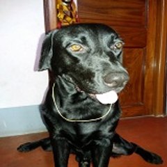 Dog TV Hindi