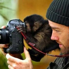 Sauvetage d'animaux
